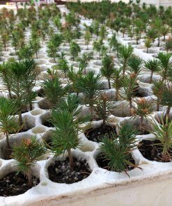 Tree Planting: California Wildfire Restoration