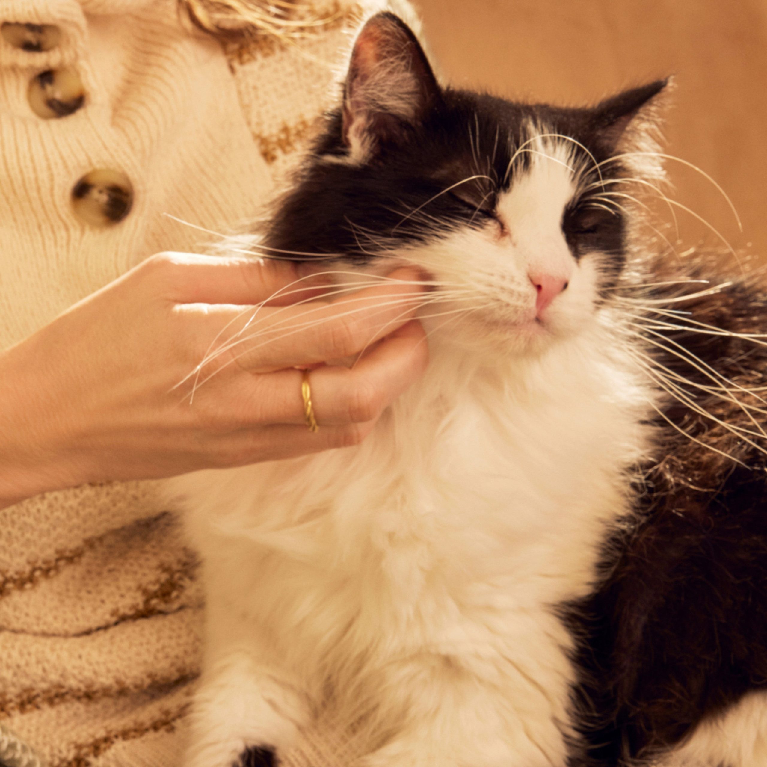 CatNo-RinseShampoo-SweetChamomileLifestyle2.jpg