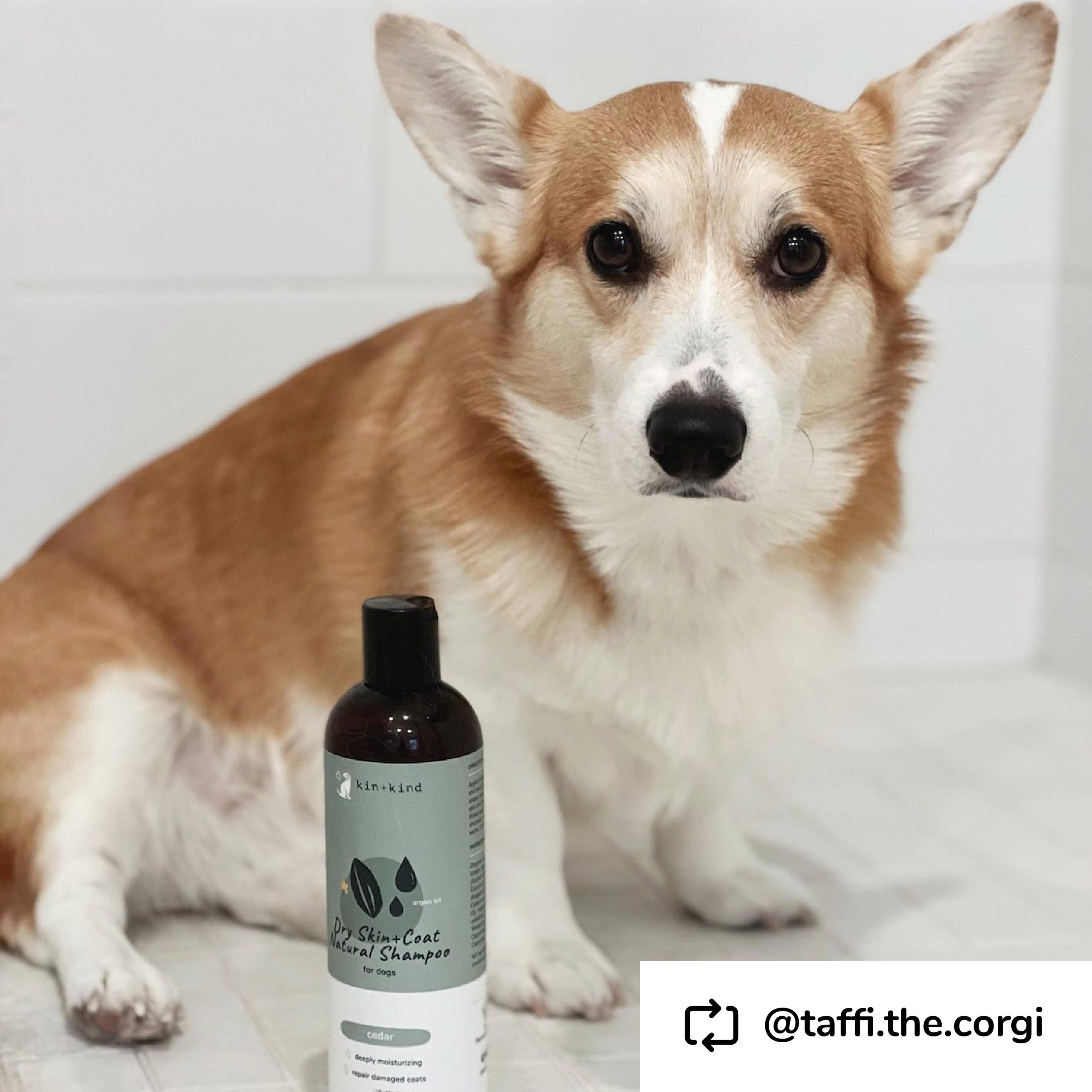 Copy_of_6._UGC_Image_Shampoo_Conditioner_Dry_Skin_Cedar.jpg