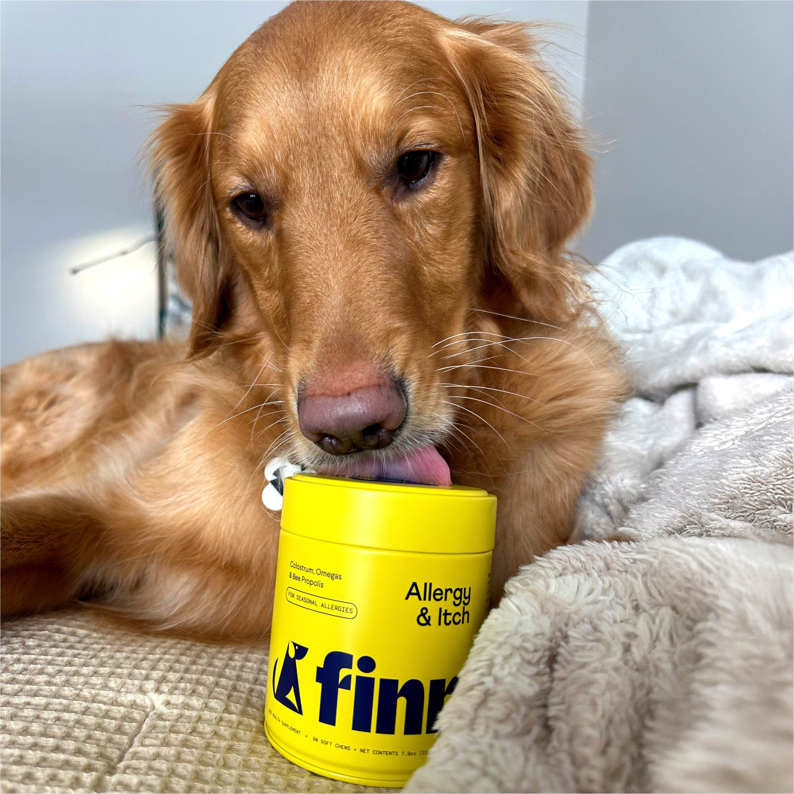 Finn_AllergyandItch_Lifestyle.jpg