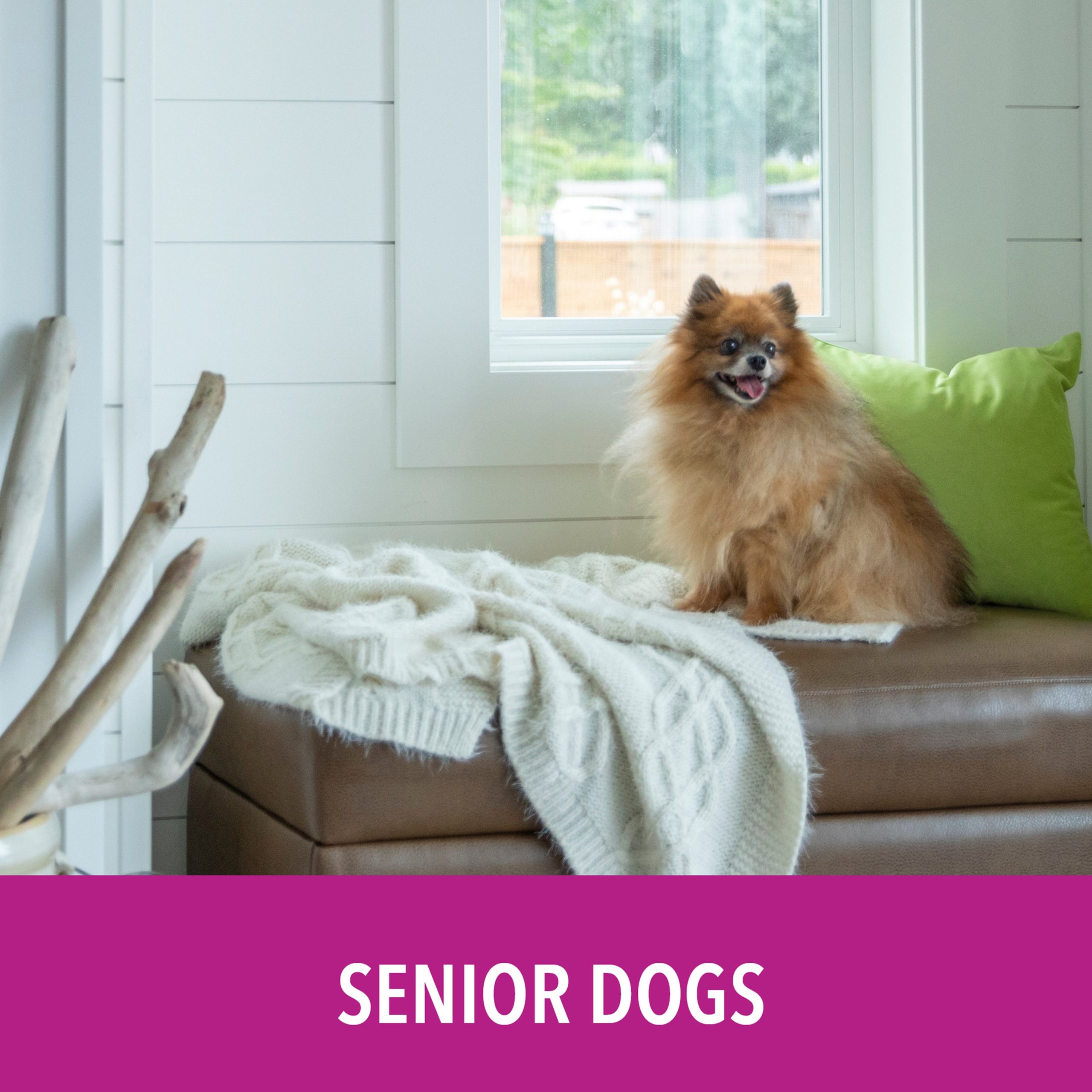 PuppyGoPotty_SeniorDogs5.jpg