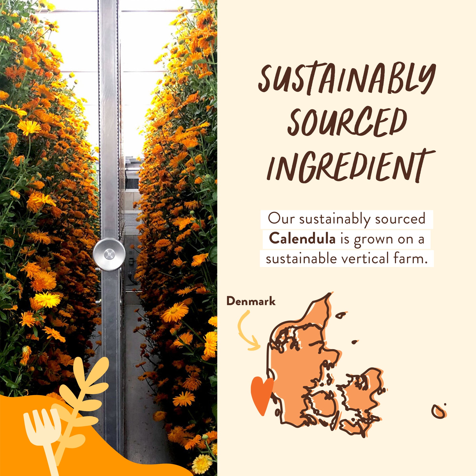 Sustainable-Ingredient-Calendula-GROVE.jpg
