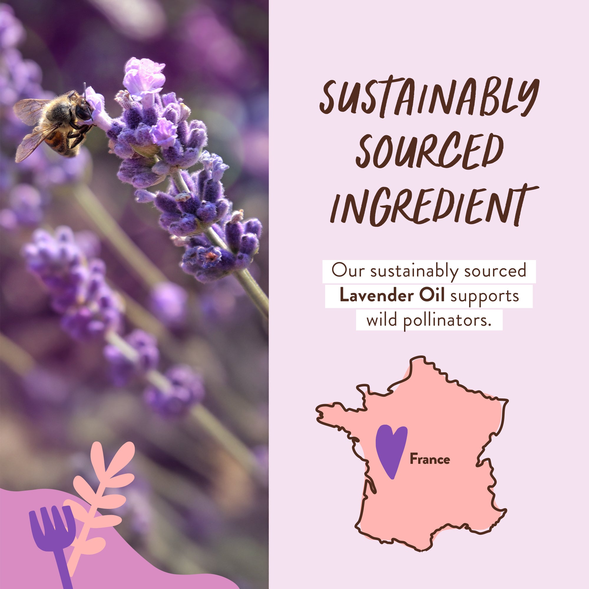 Sustainable-Ingredient-Lavender-GROVE.jpg