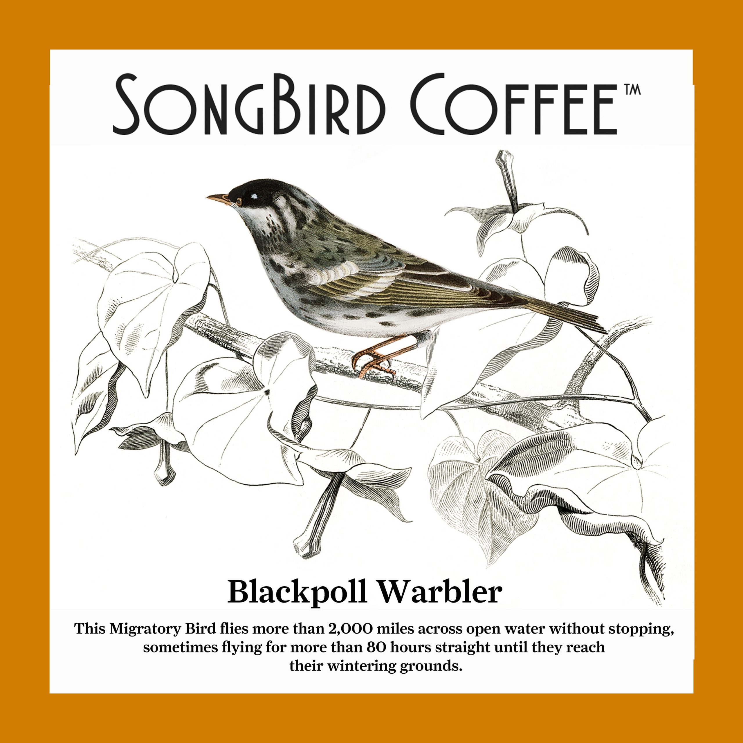 TCC_SongBird-Decaf_lifestyle.jpg