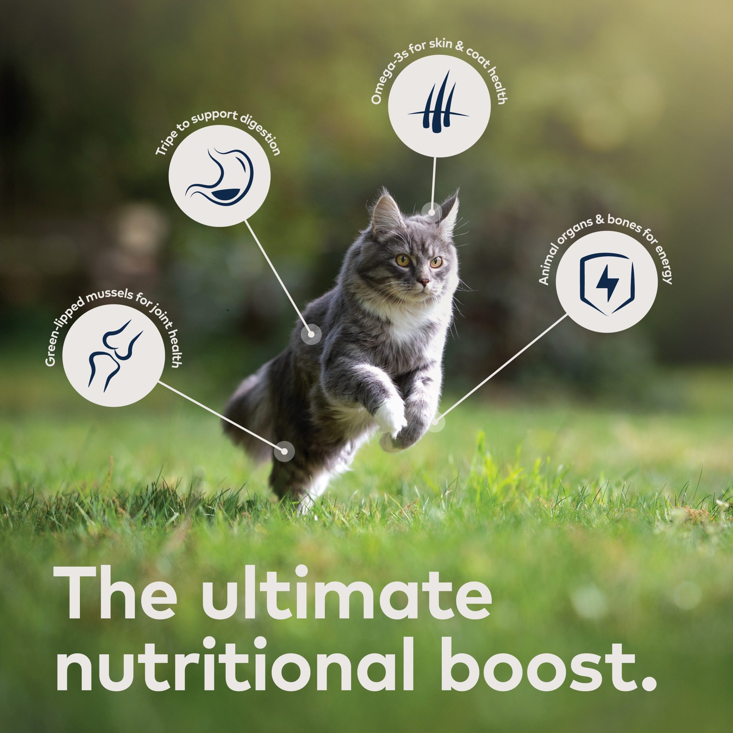ZIWI_ZIWIPeakAir-DriedCatFood_Chicken_2.2lb_PT04.jpg